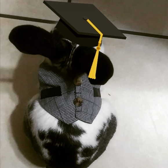 Meet your Posher, Mr.Tuxedo - Picture 3 of 3